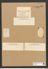 Diatomeae indet. Zeichnungen Sammlung Grunow Nr. 5818 (NHMW-BOT-W0374239)